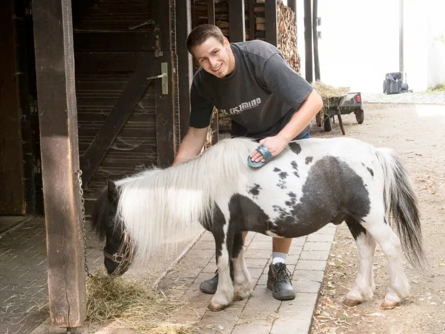 Ein junger Man striegelt ein geflecktes Pony