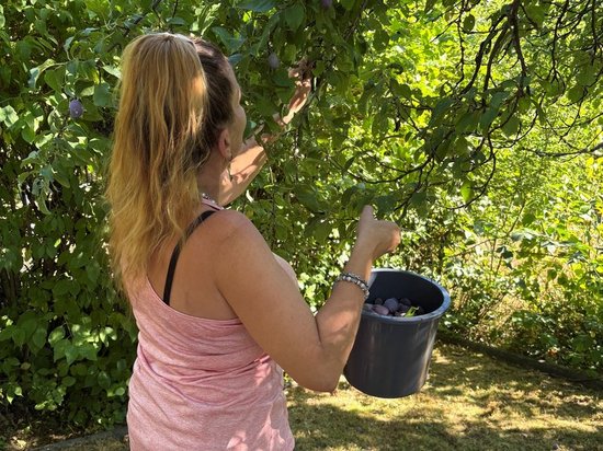 Eine Frau mit blondem Pferdeschwanz pflückt dunkles Obst, vermutlich Pflaumen, von einem grünen Baum. Sie trägt ein pinkes Top und hält einen grauen Eimer, um die Früchte aufzufangen. Die Szene spielt sich draußen an einem sonnigen Tag ab.