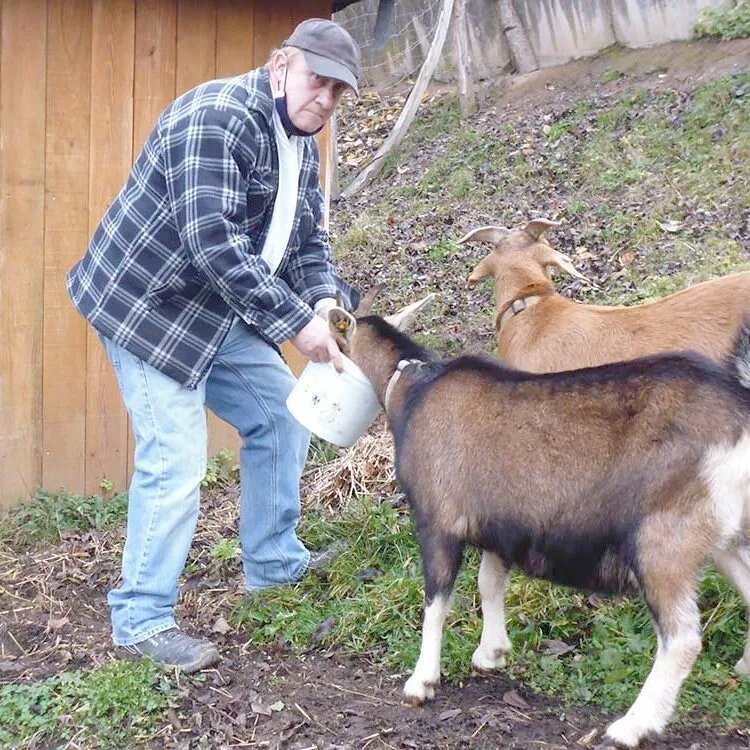 Holger füttert zwei Ziegen mit einem weissen Eimer, in den gerade eine Ziege ihren Kopf streckt